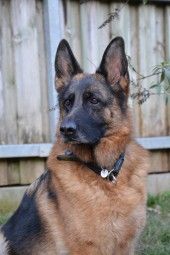 Kalinka – Deutscher Schäferhund, Weibchen, 4 Jahre 7 Monate, 70195 Stuttgart-Botnang – Foto 1