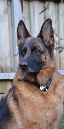 Kalinka – Deutscher Schäferhund, Weibchen, 4 Jahre 7 Monate, 70195 Stuttgart-Botnang – Foto 2