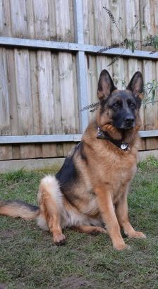 Kalinka – Deutscher Schäferhund, Weibchen, 4 Jahre 7 Monate, 70195 Stuttgart-Botnang – Foto 3