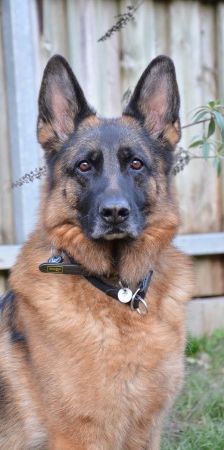 Kalinka – Deutscher Schäferhund, Weibchen, 4 Jahre 7 Monate, 70195 Stuttgart-Botnang – Foto 4
