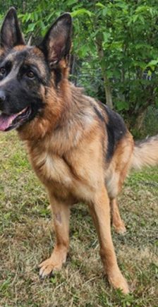 Kalinka – Deutscher Schäferhund, Weibchen, 4 Jahre 7 Monate, 70195 Stuttgart-Botnang – Foto 5