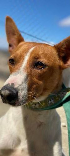 Naomi – Podenco-Mischling, Weibchen, 2 Monate, 65520 Bad Camberg – Foto 1