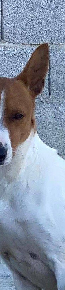 Naomi – Podenco-Mischling, Weibchen, 2 Monate, 65520 Bad Camberg – Foto 2