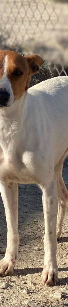 Naomi – Podenco-Mischling, Weibchen, 2 Monate, 65520 Bad Camberg – Foto 11