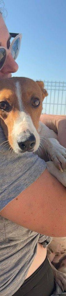 Naomi – Podenco-Mischling, Weibchen, 2 Monate, 65520 Bad Camberg – Foto 14