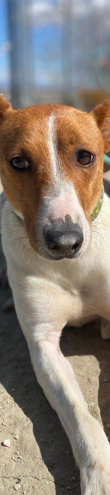 Naomi – Podenco-Mischling, Weibchen, 2 Monate, 65520 Bad Camberg – Foto 15