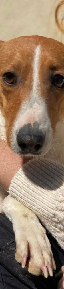 Naomi – Podenco-Mischling, Weibchen, 2 Monate, 65520 Bad Camberg – Foto 16