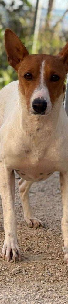 Naomi – Podenco-Mischling, Weibchen, 2 Monate, 65520 Bad Camberg – Foto 17