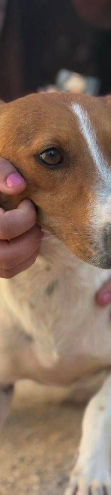 Naomi – Podenco-Mischling, Weibchen, 2 Monate, 65520 Bad Camberg – Foto 19