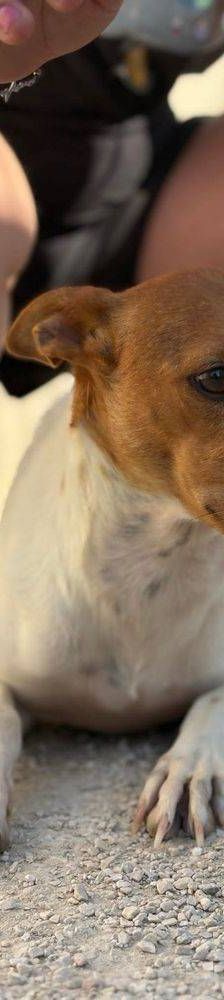 Naomi – Podenco-Mischling, Weibchen, 2 Monate, 65520 Bad Camberg – Foto 20