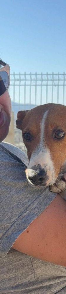 Naomi – Podenco-Mischling, Weibchen, 2 Monate, 65520 Bad Camberg – Foto 21