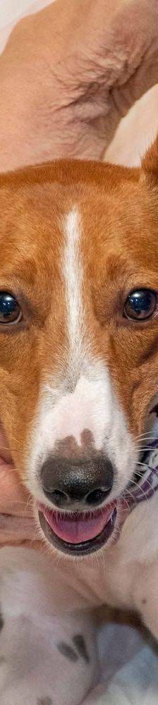 Naomi – Podenco-Mischling, Weibchen, 2 Monate, 65520 Bad Camberg – Foto 22