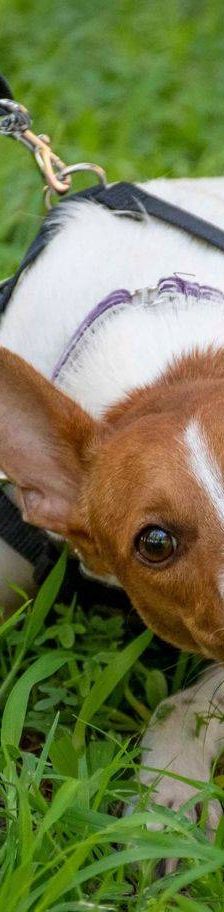 Naomi – Podenco-Mischling, Weibchen, 2 Monate, 65520 Bad Camberg – Foto 23