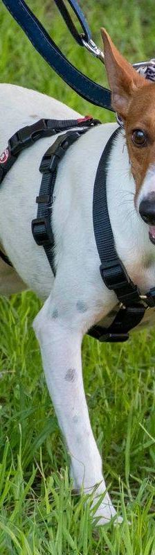 Naomi – Podenco-Mischling, Weibchen, 2 Monate, 65520 Bad Camberg – Foto 24