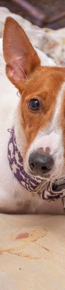 Naomi – Podenco-Mischling, Weibchen, 2 Monate, 65520 Bad Camberg – Foto 26