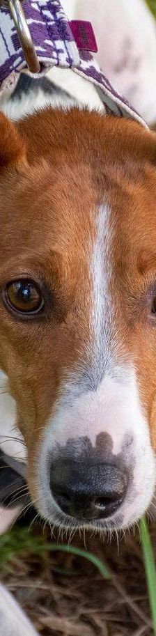 Naomi – Podenco-Mischling, Weibchen, 2 Monate, 65520 Bad Camberg – Foto 27