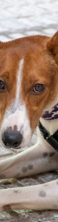 Naomi – Podenco-Mischling, Weibchen, 2 Monate, 65520 Bad Camberg – Foto 28