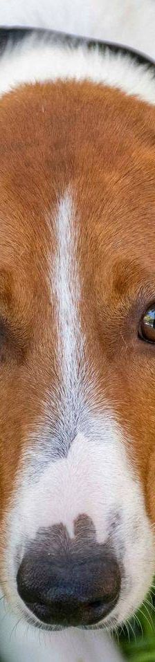 Naomi – Podenco-Mischling, Weibchen, 2 Monate, 65520 Bad Camberg – Foto 29