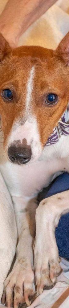 Naomi – Podenco-Mischling, Weibchen, 2 Monate, 65520 Bad Camberg – Foto 30