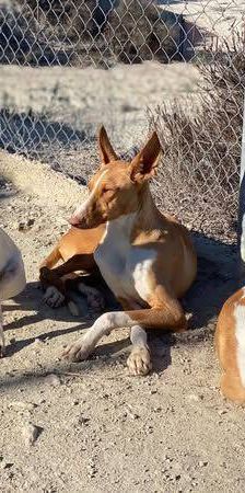 Naomi – Podenco-Mischling, Weibchen, 2 Monate, 65520 Bad Camberg – Foto 4