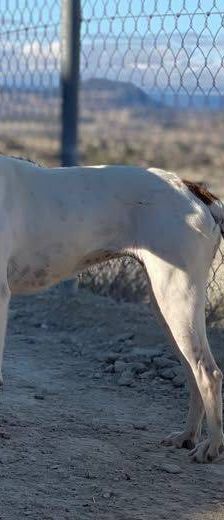 Naomi – Podenco-Mischling, Weibchen, 2 Monate, 65520 Bad Camberg – Foto 5
