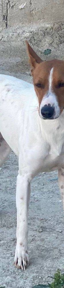 Naomi – Podenco-Mischling, Weibchen, 2 Monate, 65520 Bad Camberg – Foto 6