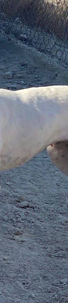 Naomi – Podenco-Mischling, Weibchen, 2 Monate, 65520 Bad Camberg – Foto 7