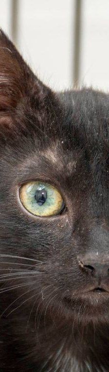 Maromo – Europäisch Kurzhaar, Männchen, 9 Monate, 65520 Bad Camberg – Foto 2