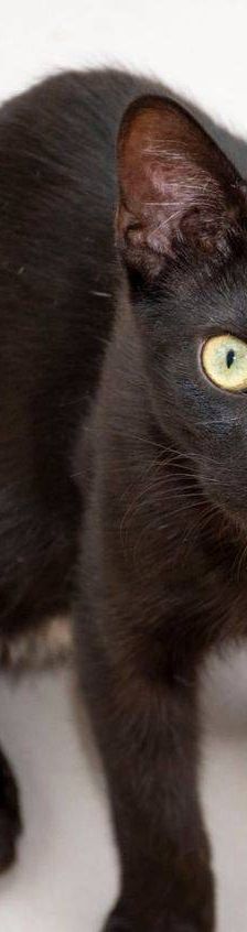 Maromo – Europäisch Kurzhaar, Männchen, 9 Monate, 65520 Bad Camberg – Foto 11
