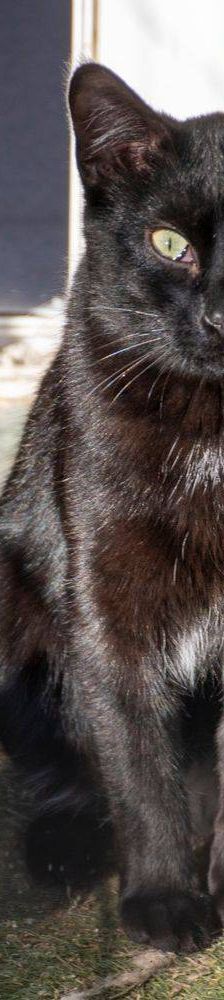 Maromo – Europäisch Kurzhaar, Männchen, 9 Monate, 65520 Bad Camberg – Foto 12
