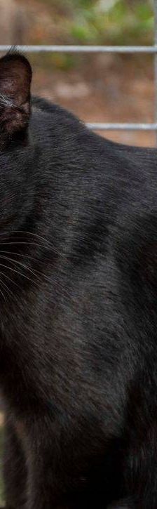 Maromo – Europäisch Kurzhaar, Männchen, 9 Monate, 65520 Bad Camberg – Foto 14