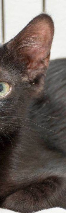 Maromo – Europäisch Kurzhaar, Männchen, 9 Monate, 65520 Bad Camberg – Foto 3