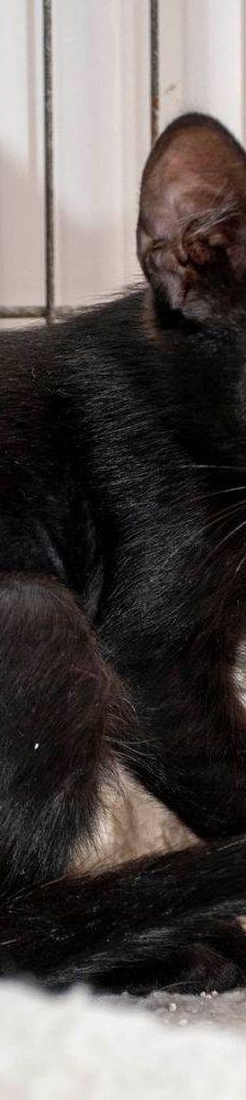 Maromo – Europäisch Kurzhaar, Männchen, 9 Monate, 65520 Bad Camberg – Foto 4