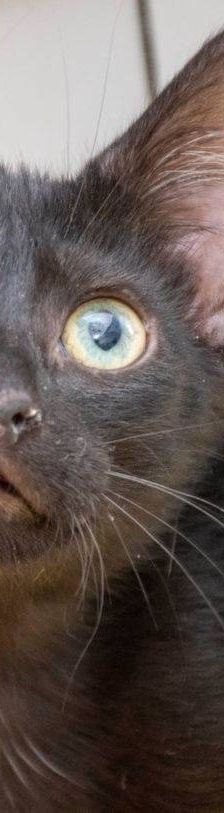 Maromo – Europäisch Kurzhaar, Männchen, 9 Monate, 65520 Bad Camberg – Foto 6