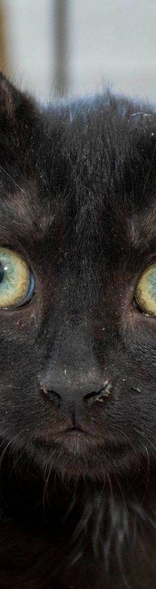 Maromo – Europäisch Kurzhaar, Männchen, 9 Monate, 65520 Bad Camberg – Foto 7