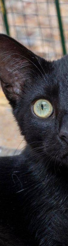 Maromo – Europäisch Kurzhaar, Männchen, 9 Monate, 65520 Bad Camberg – Foto 9