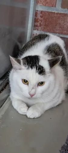 Hugo – EKH, Männchen, Alter unbekannt, 26389 Wilhelmshaven – Foto 1