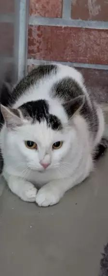 Hugo – EKH, Männchen, Alter unbekannt, 26389 Wilhelmshaven – Foto 2