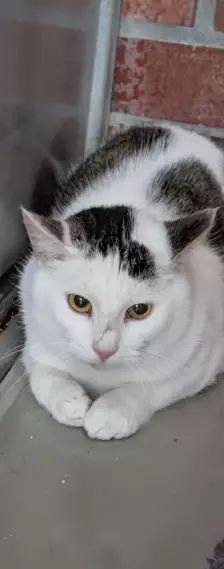 Hugo – EKH, Männchen, Alter unbekannt, 26389 Wilhelmshaven – Foto 3