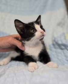 Donnatella – Europäisch Kurzhaar, Weibchen, 1 Monat, 97525 Schwebheim – Foto 1