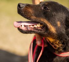 Ares – Mischling, Männchen, 2 Monate, Nordic Strays e.V. – Foto 11