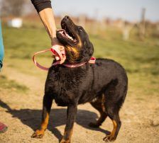 Ares – Mischling, Männchen, 2 Monate, Nordic Strays e.V. – Foto 12