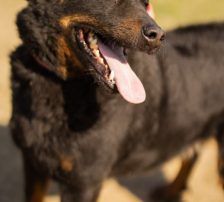 Ares – Mischling, Männchen, 2 Monate, Nordic Strays e.V. – Foto 13