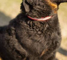 Ares – Mischling, Männchen, 2 Monate, Nordic Strays e.V. – Foto 14