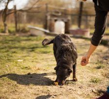 Ares – Mischling, Männchen, 2 Monate, Nordic Strays e.V. – Foto 15