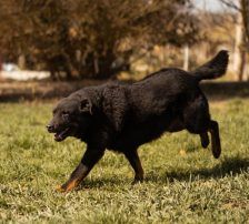 Ares – Mischling, Männchen, 2 Monate, Nordic Strays e.V. – Foto 17