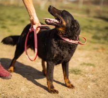 Ares – Mischling, Männchen, 2 Monate, Nordic Strays e.V. – Foto 18