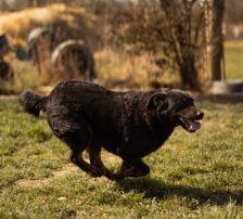 Ares – Mischling, Männchen, 2 Monate, Nordic Strays e.V. – Foto 6
