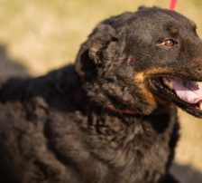 Ares – Mischling, Männchen, 2 Monate, Nordic Strays e.V. – Foto 8