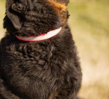 Ares – Mischling, Männchen, 2 Monate, Nordic Strays e.V. – Foto 9